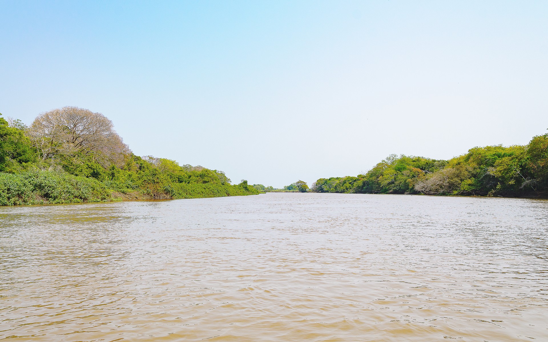 Pantanal landscape with the river and green vegetation on the river banks