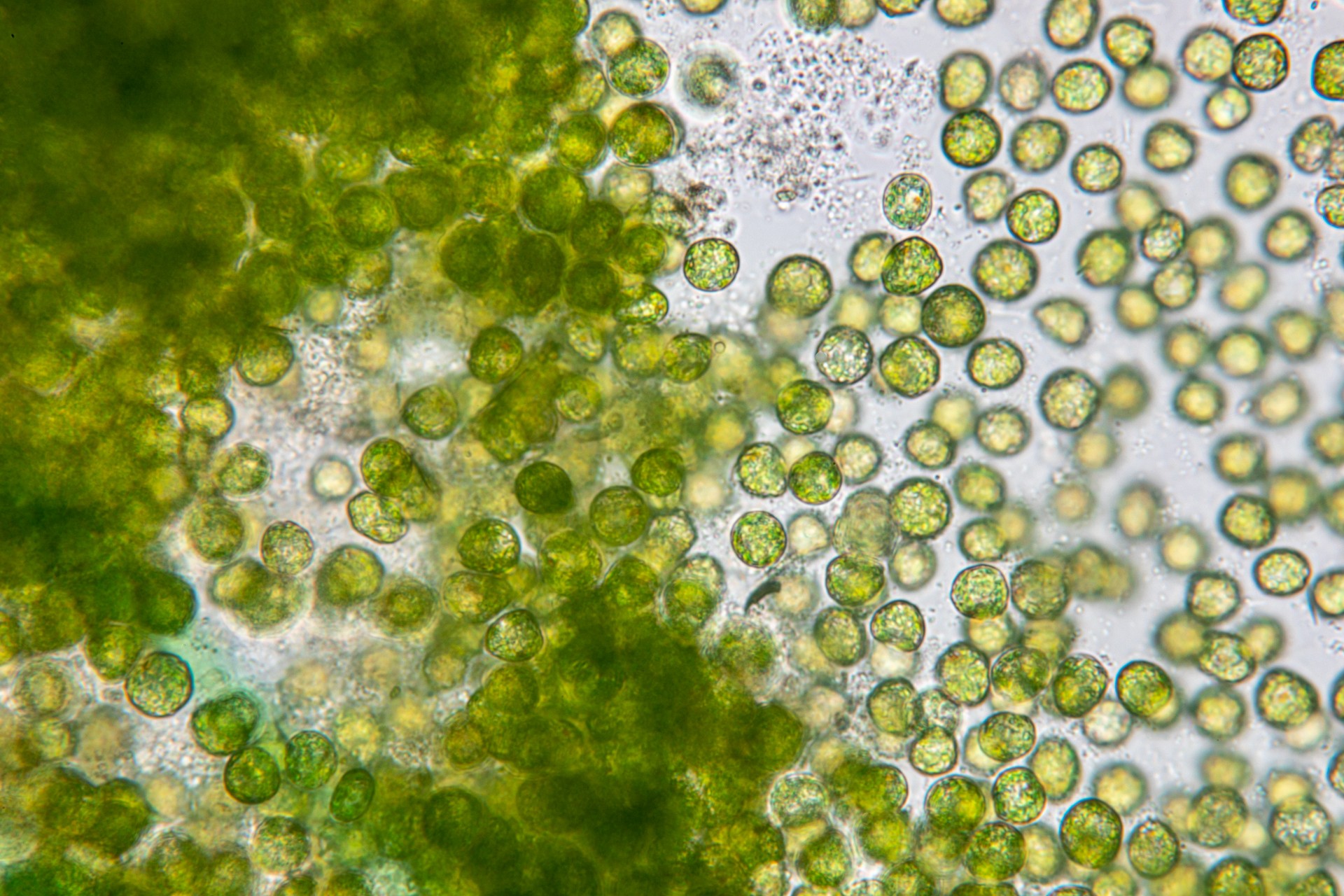 Education of chlorella under the microscope in Lab.